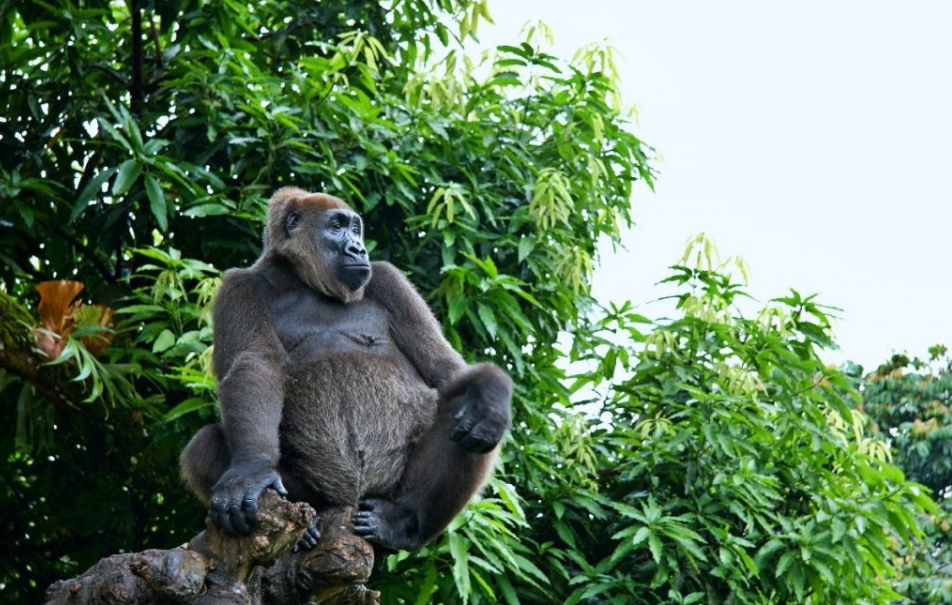 Cross River National Park