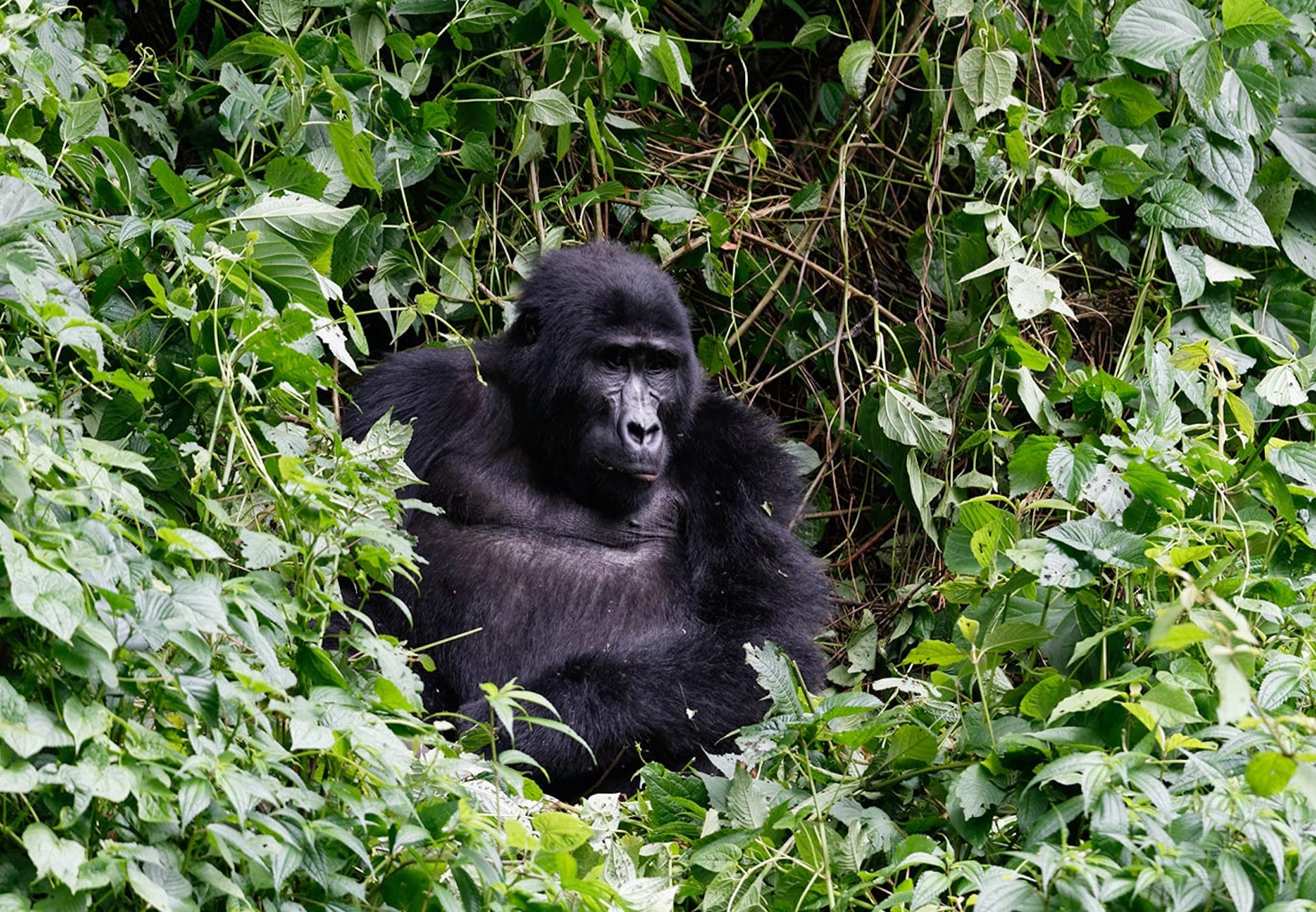 Mbe Mountain (Gorilla Sanctuary)