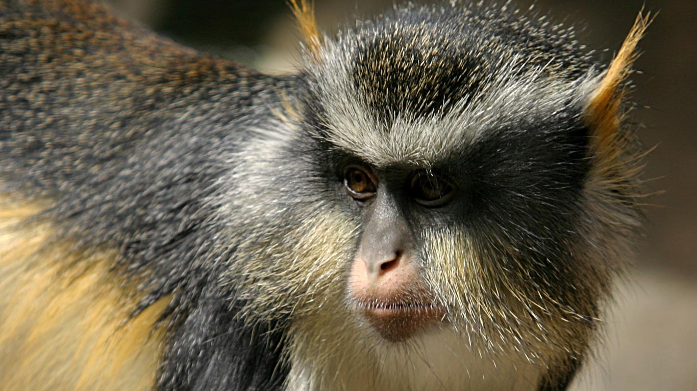 CERCOPAN (Centre for Education, Research and Conservation of Primates and Nature)